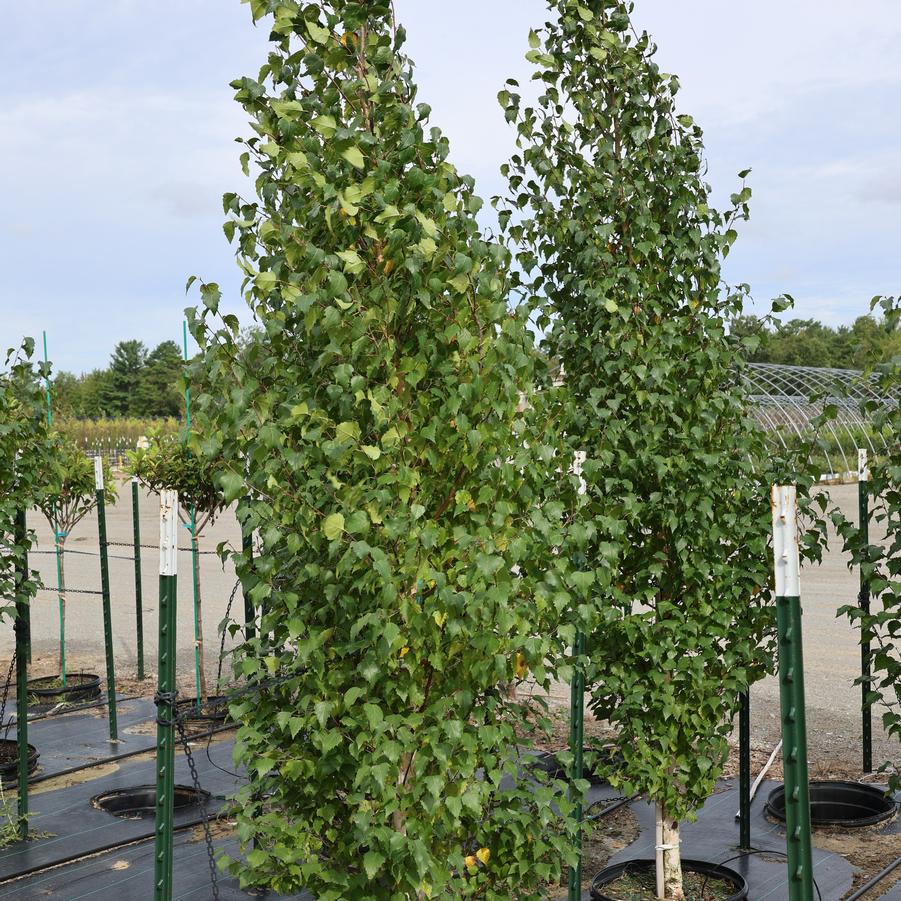 Betula platyphylla Fargo