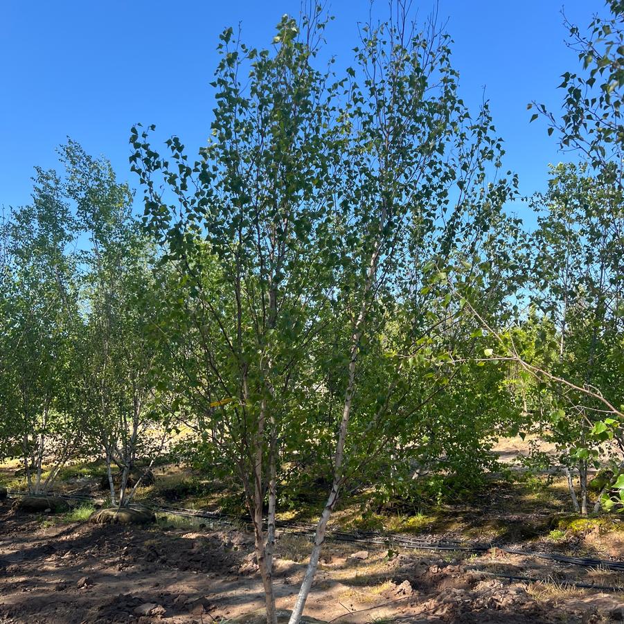Betula populifolia Japonica