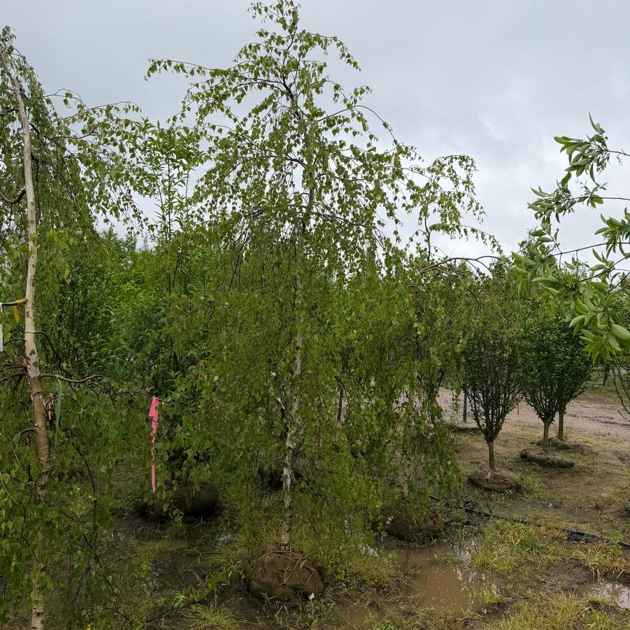 Betula Youngii Serpentine