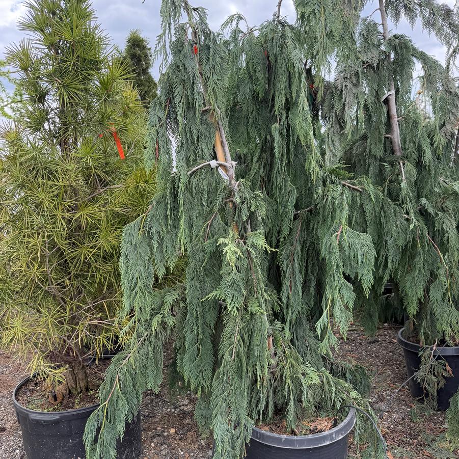 Cedrus Atlantica Serpentine