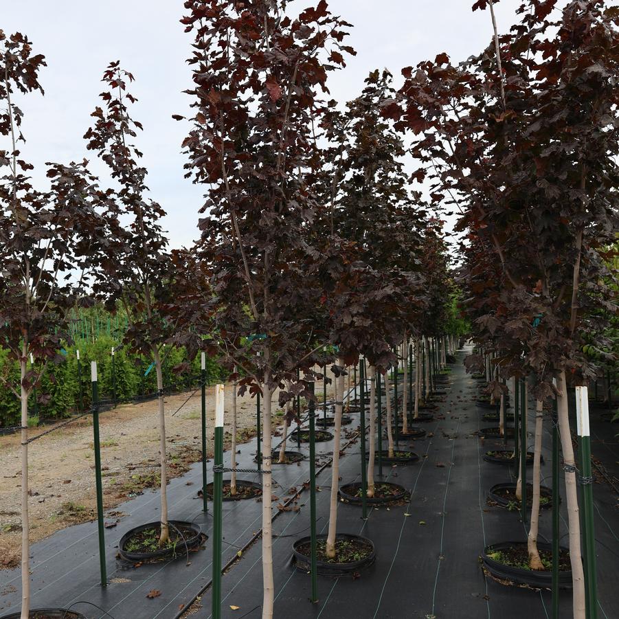 Acer platanoides Crimson King