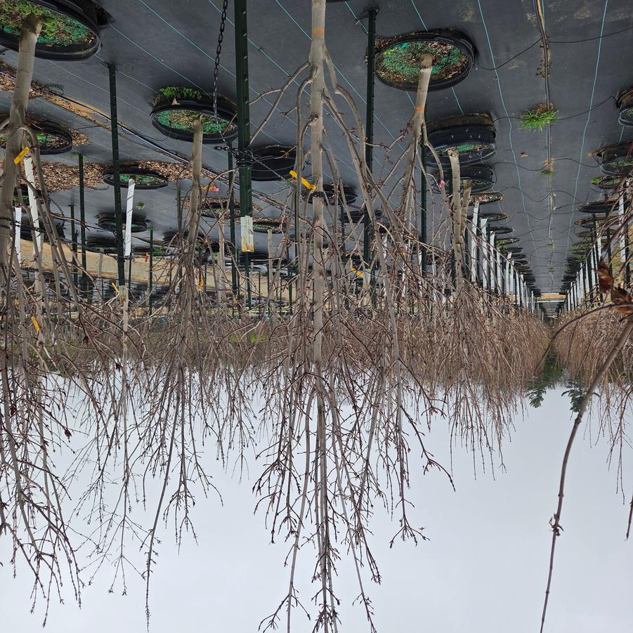 Acer platanoides Crimson Sentry