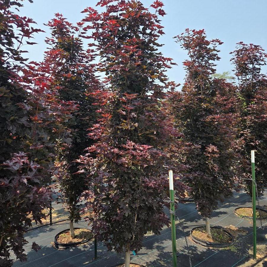 Acer platanoides Crimson Sentry