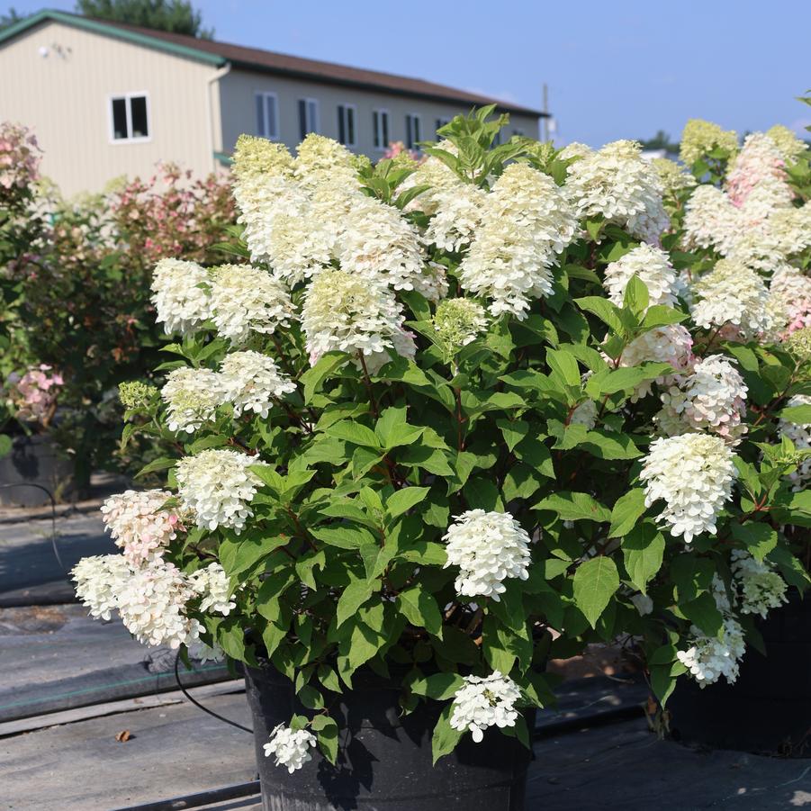 Hydrangea paniculata Quick Fire Fab&reg;