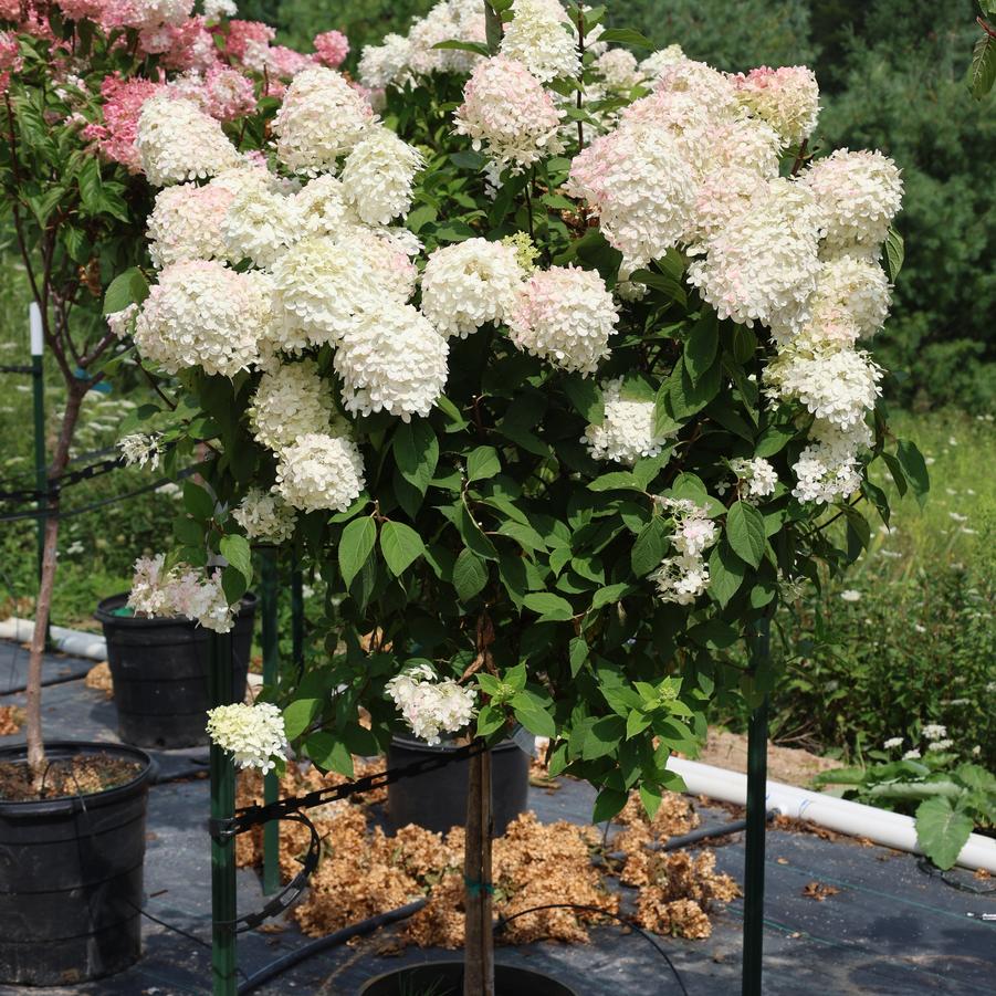 Hydrangea paniculata Limelight