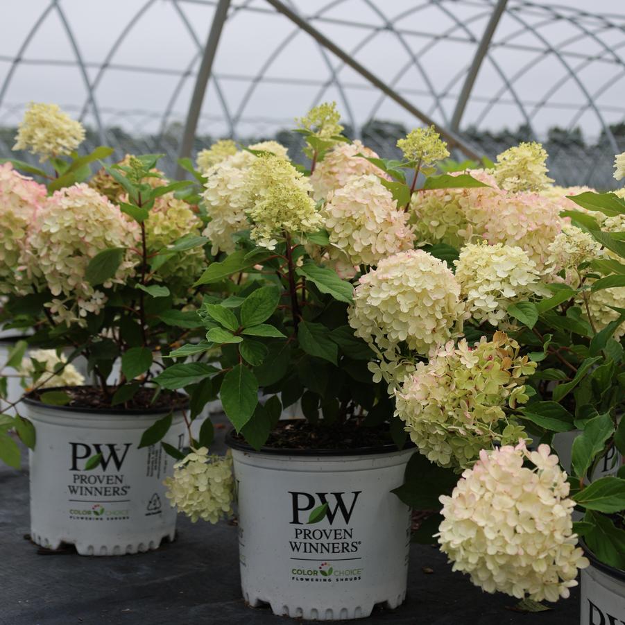 Hydrangea paniculata Fire Light Tidbit&reg;