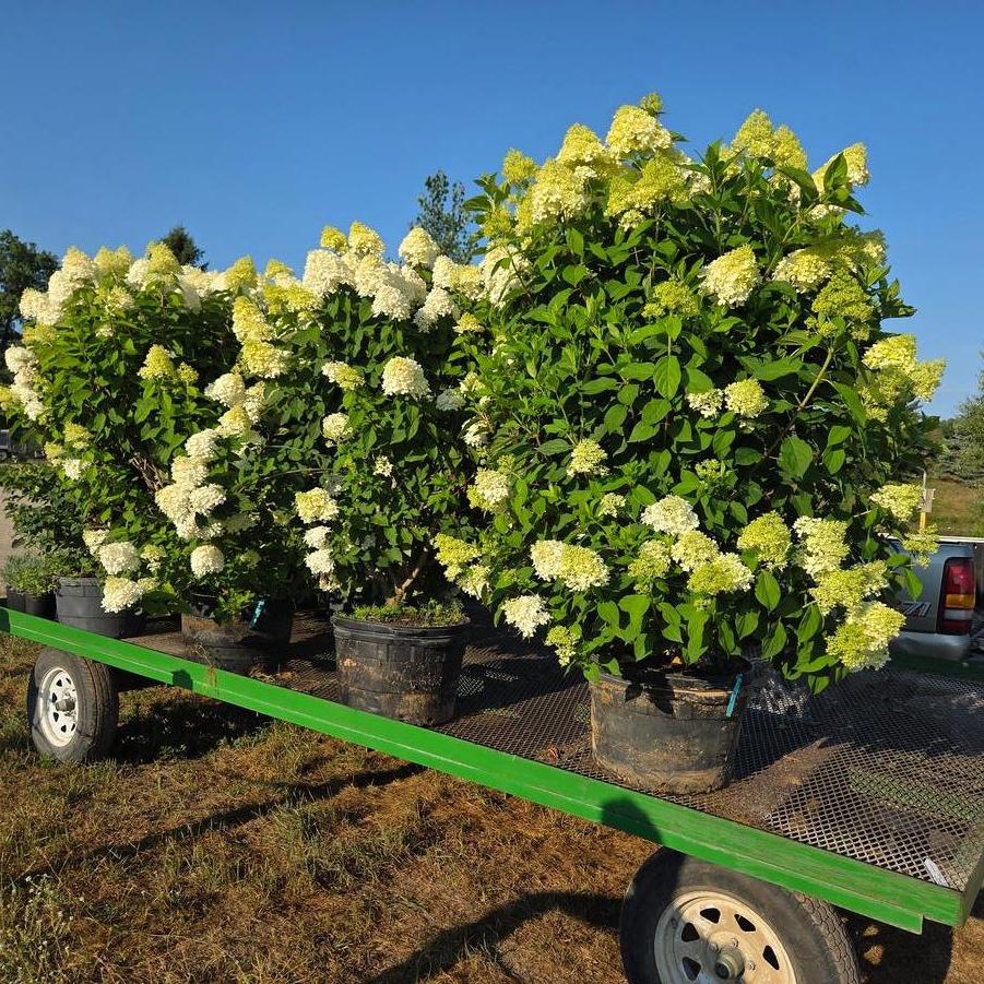 Hydrangea paniculata Limelight