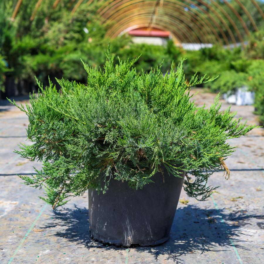 Juniperus sabina Broadmoor