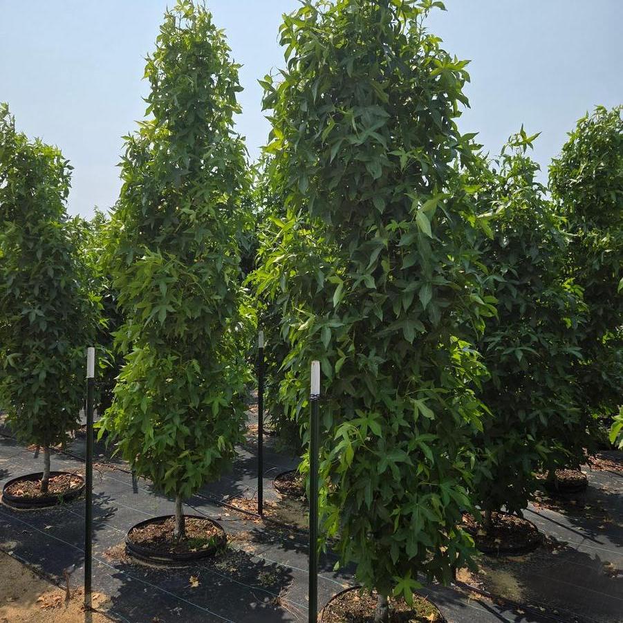 Liquidambar styraciflua Slender Silhouette