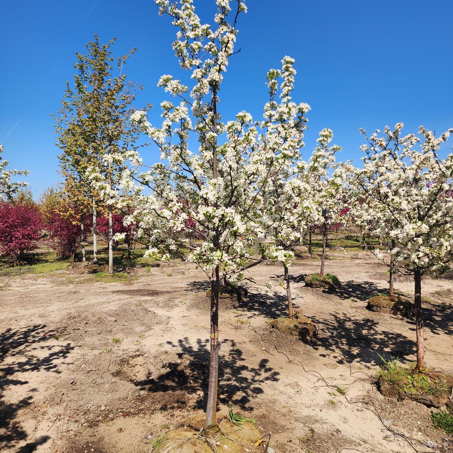 Malus Red Jewel&trade;