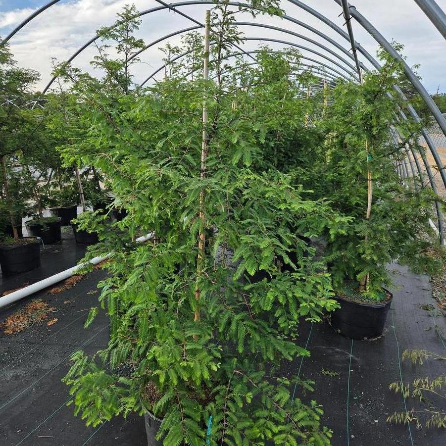 Metasequoia glyptostroboides 