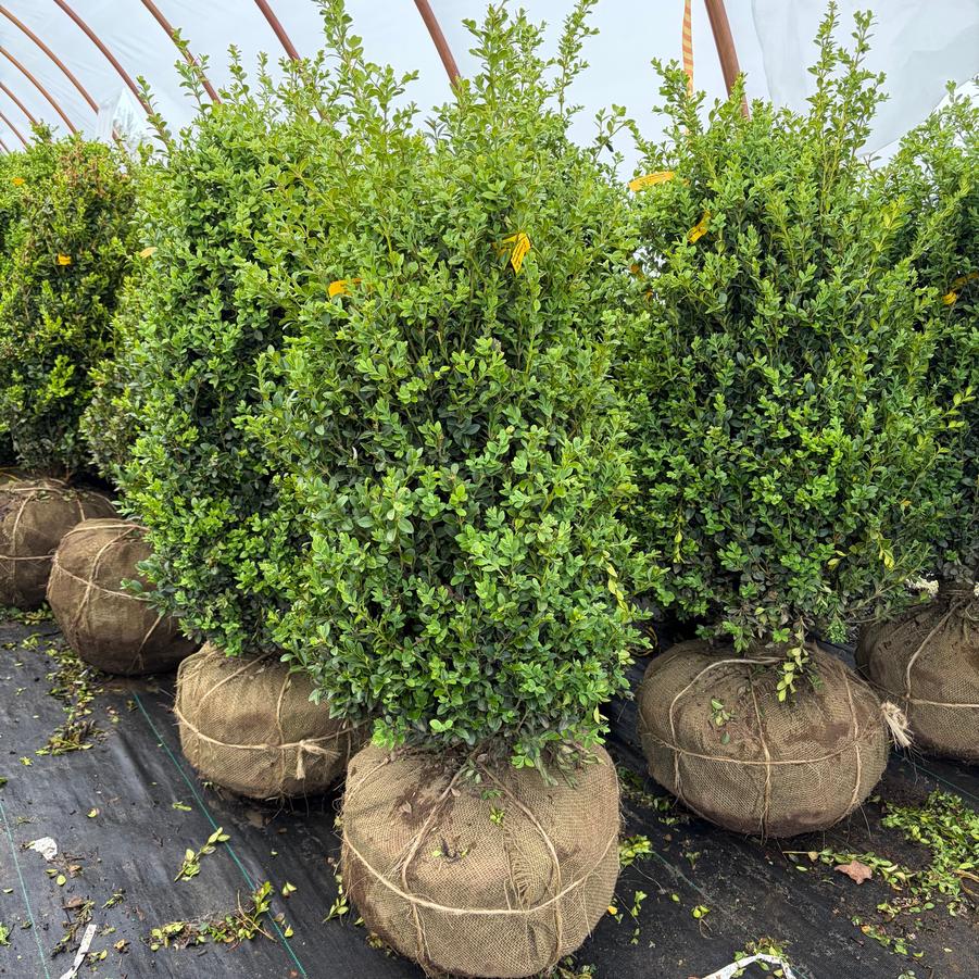 Buxus Green Mountain