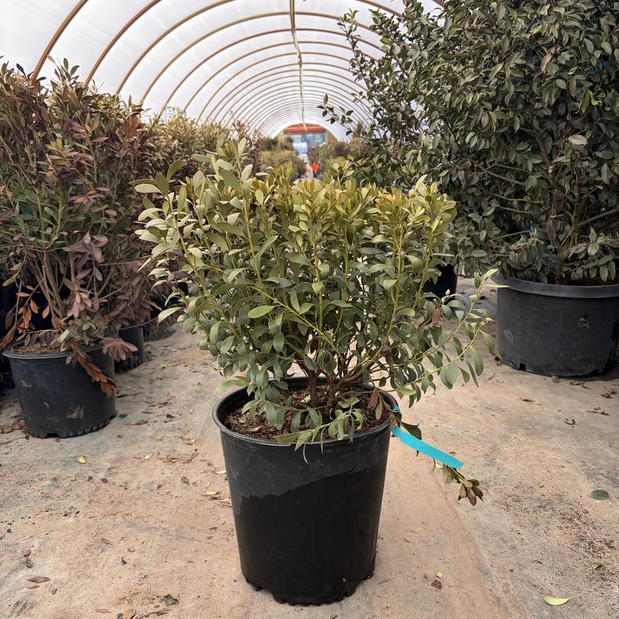 Ilex glabra Nordic&trade;