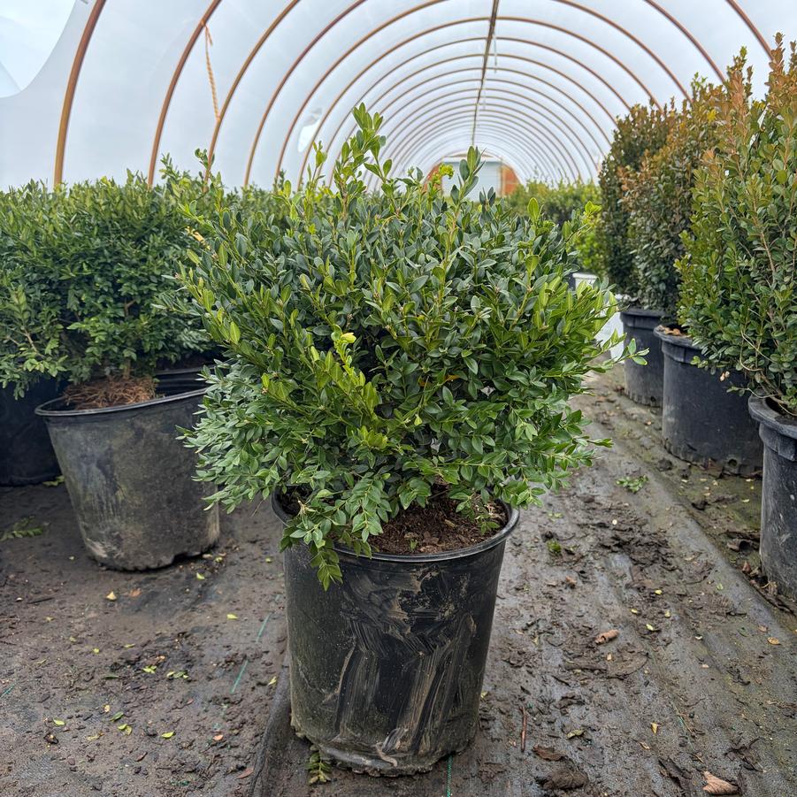 Buxus Green Velvet
