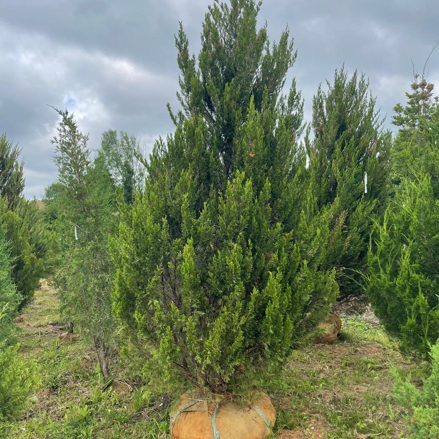 Juniperus chinensis Spartan
