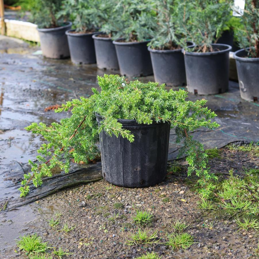 Juniperus conferta Blue Pacific