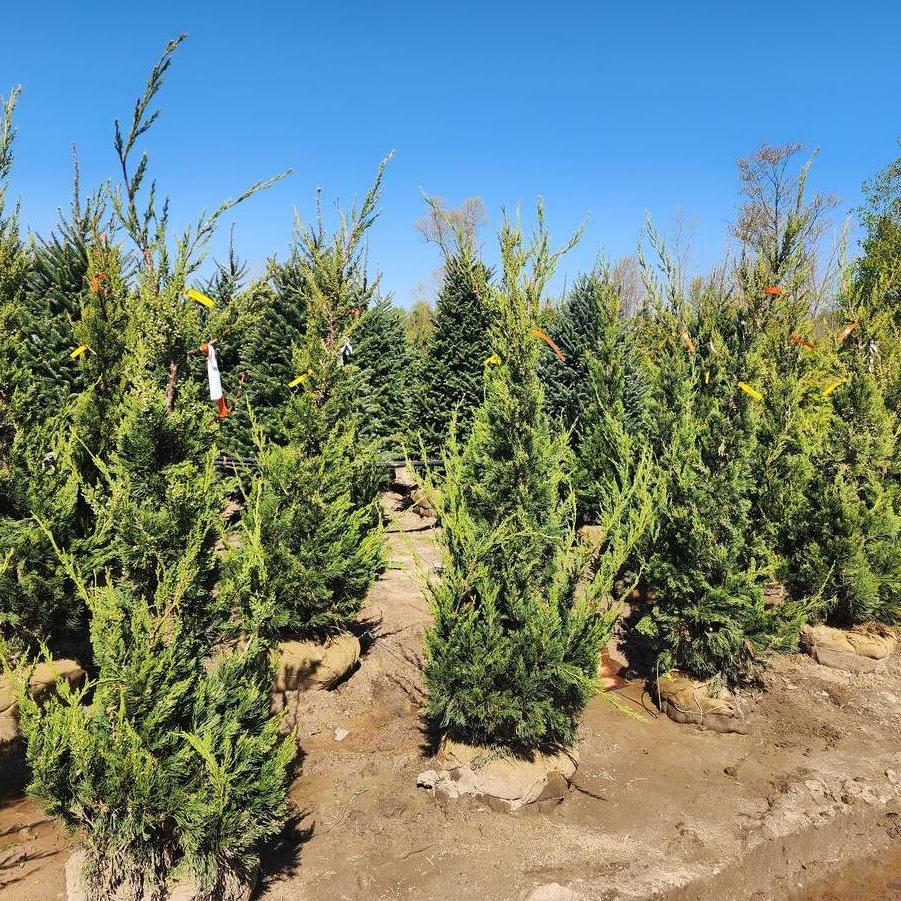 Juniperus chinensis Hetzii Columnaris