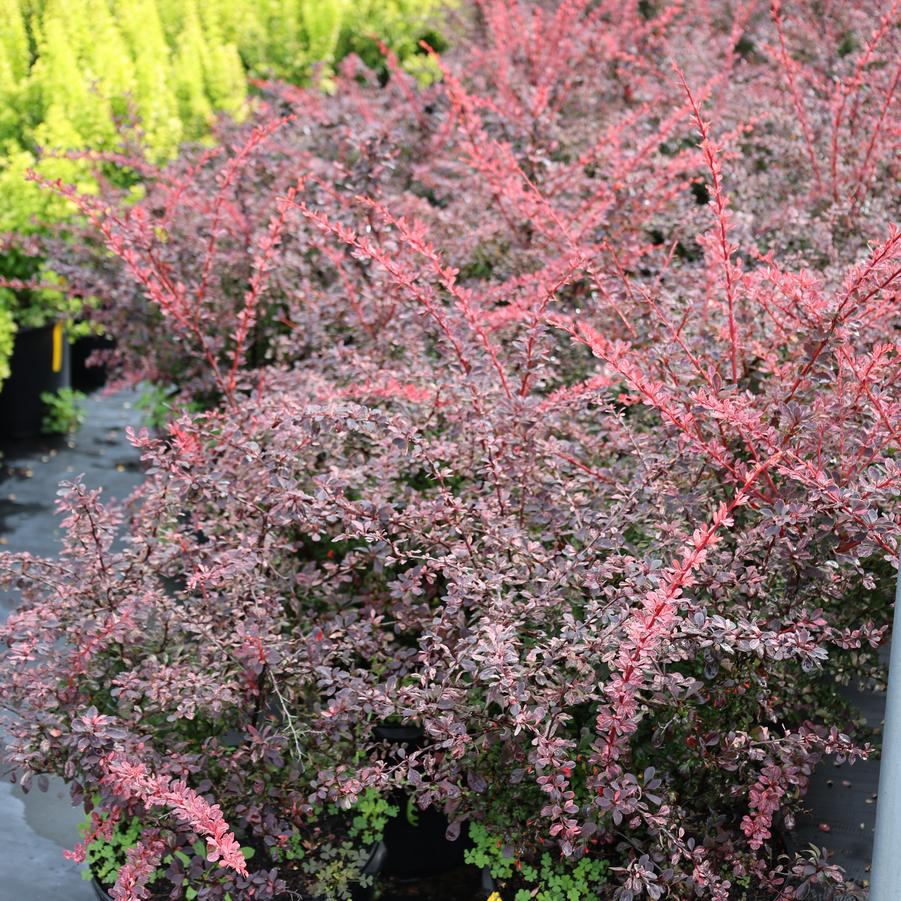 Berberis thunbergii Rose Glow