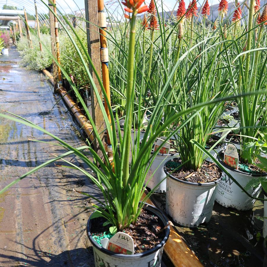 Kniphofia Pyromania&reg; Rocket's Red Glare