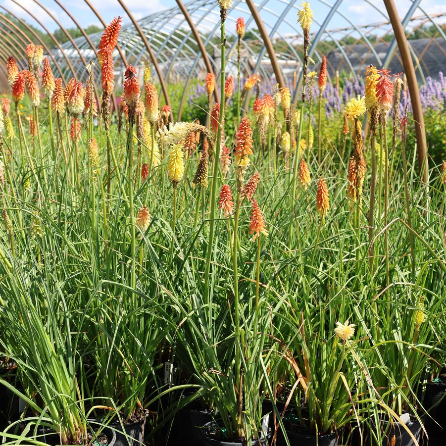 Kniphofia hirsuta Fire Dance