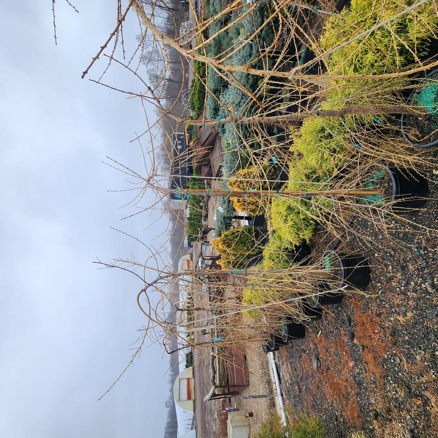 Larix decidua Varied Directions
