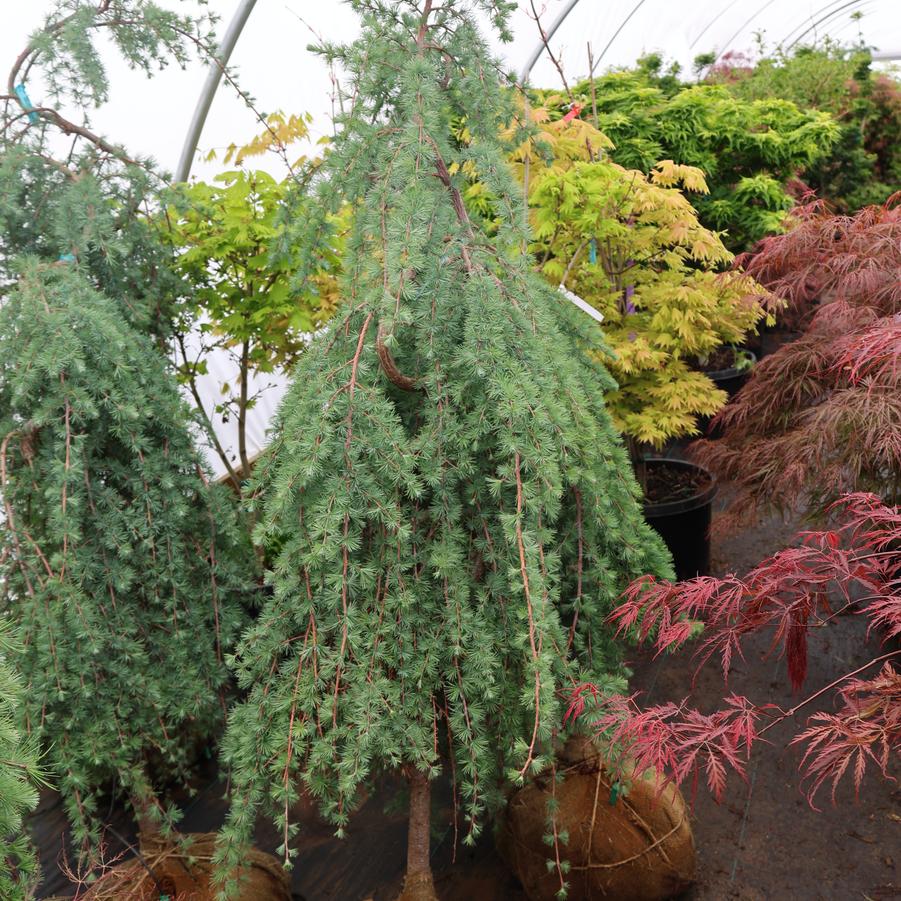 Larix decidua Pendula