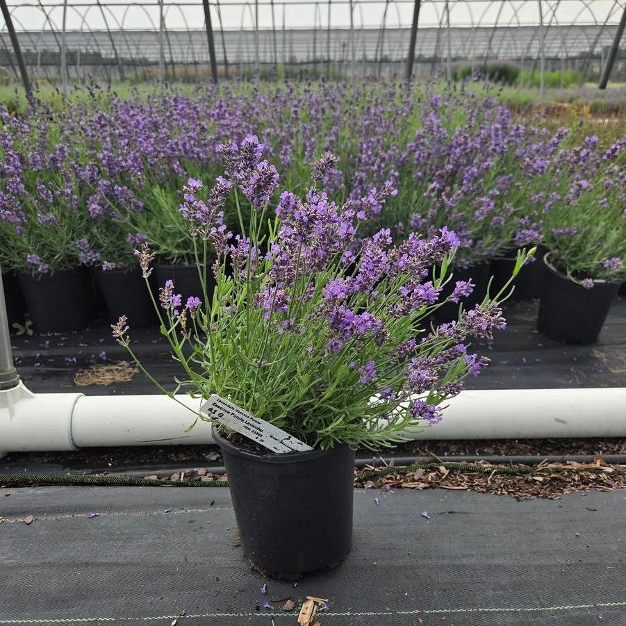 Lavandula angustifolia Essence Purple