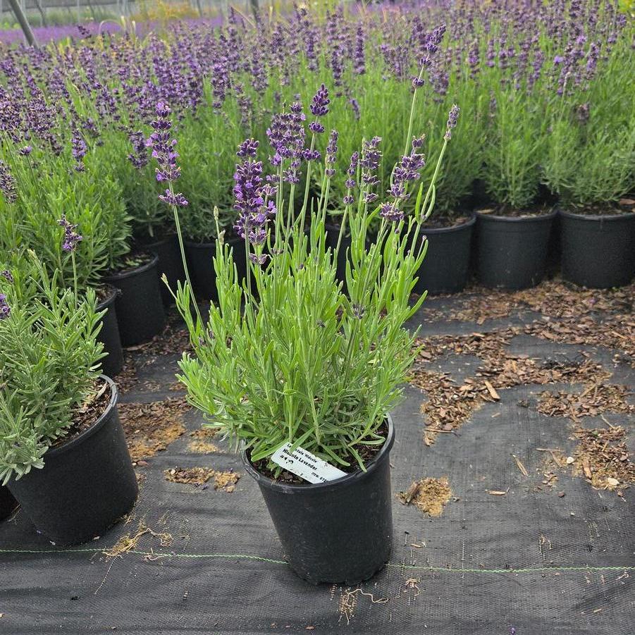 Lavandula angustifolia Hidcote