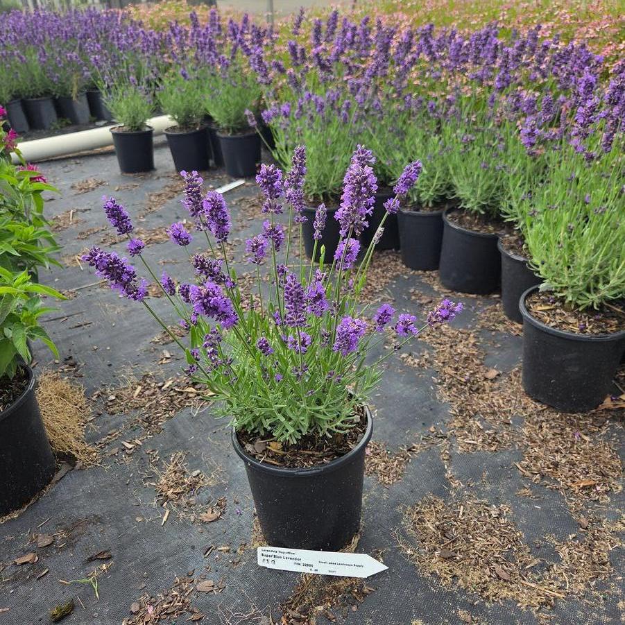 Lavandula angustifolia SuperBlue