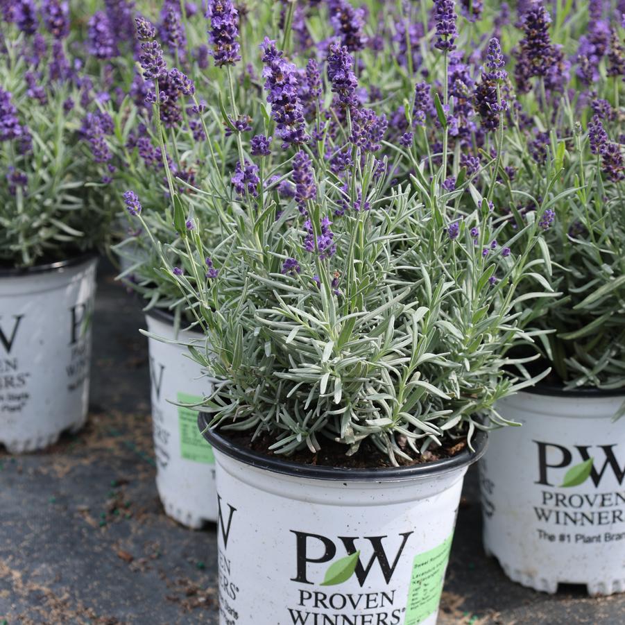 Lavandula angustifolia Sweet Romance&reg;