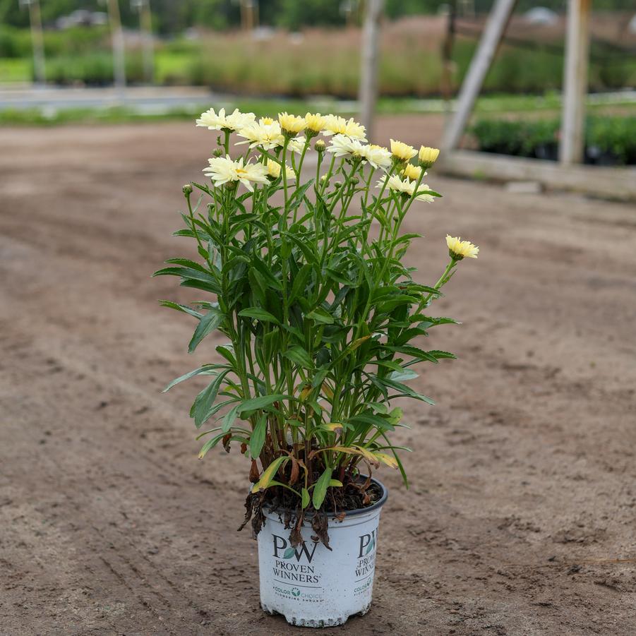 Leucanthemum x superbum Amazing Daisies&reg; Banana Cream II