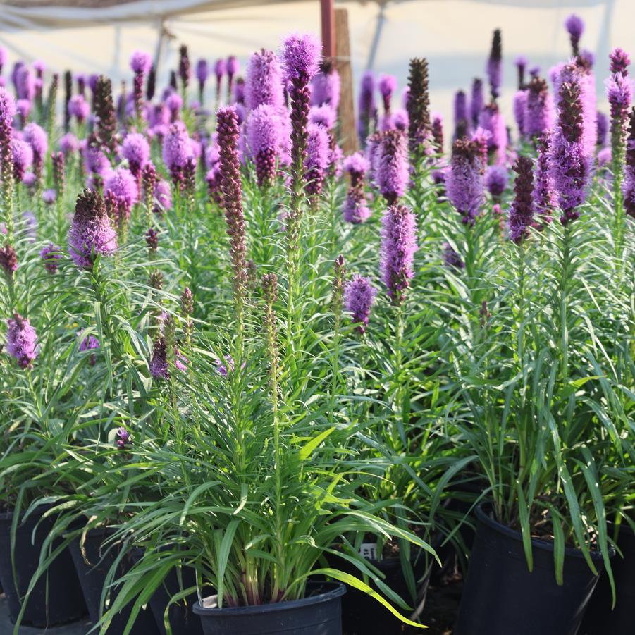 Liatris spicata Kobold
