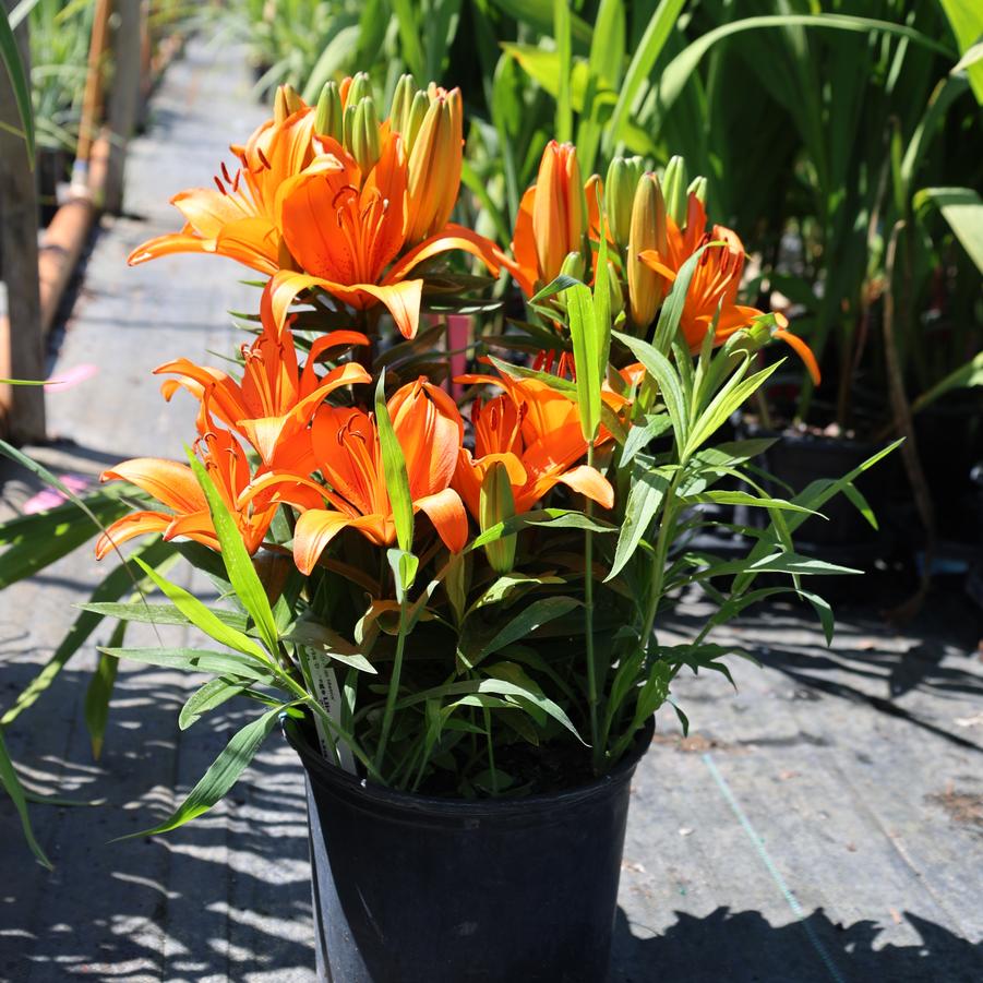 Lilium Matrix Orange&reg;