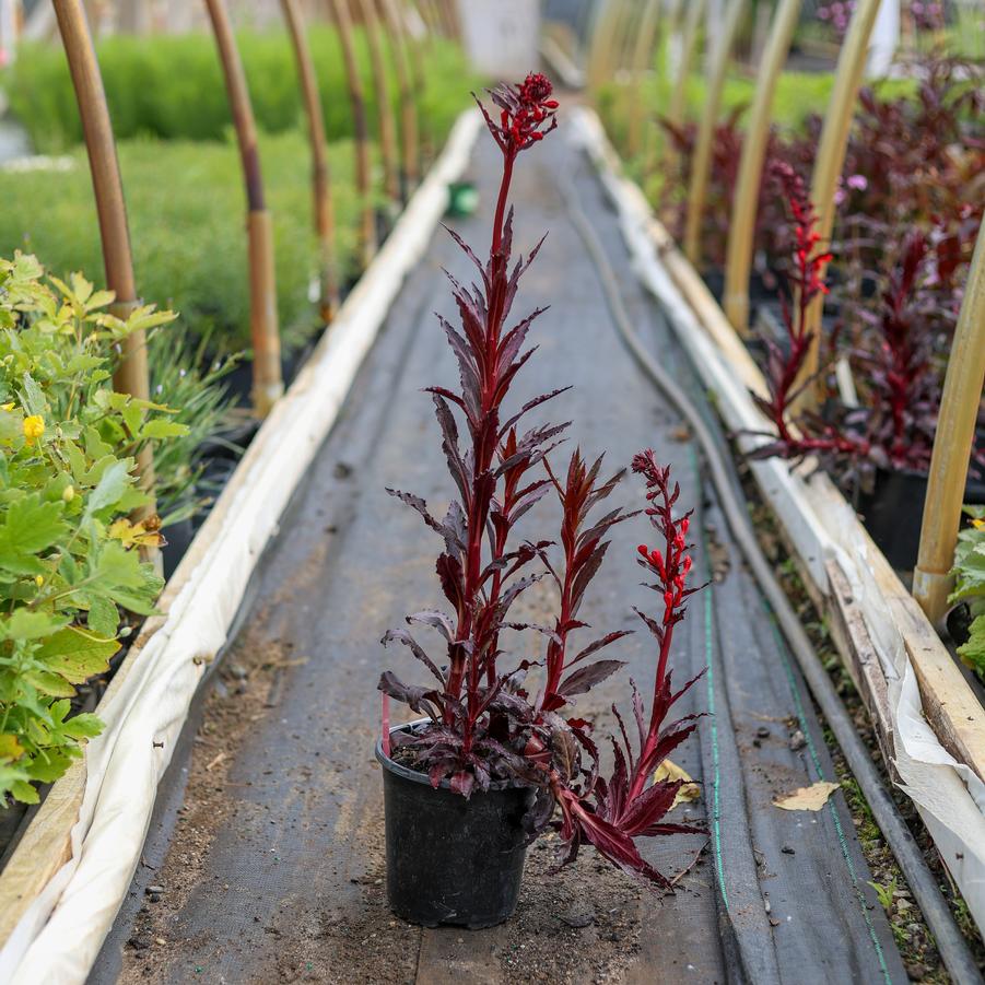 Lobelia cardinalis Queen Victoria