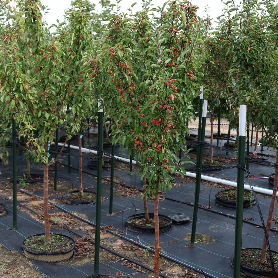 Malus Adirondack