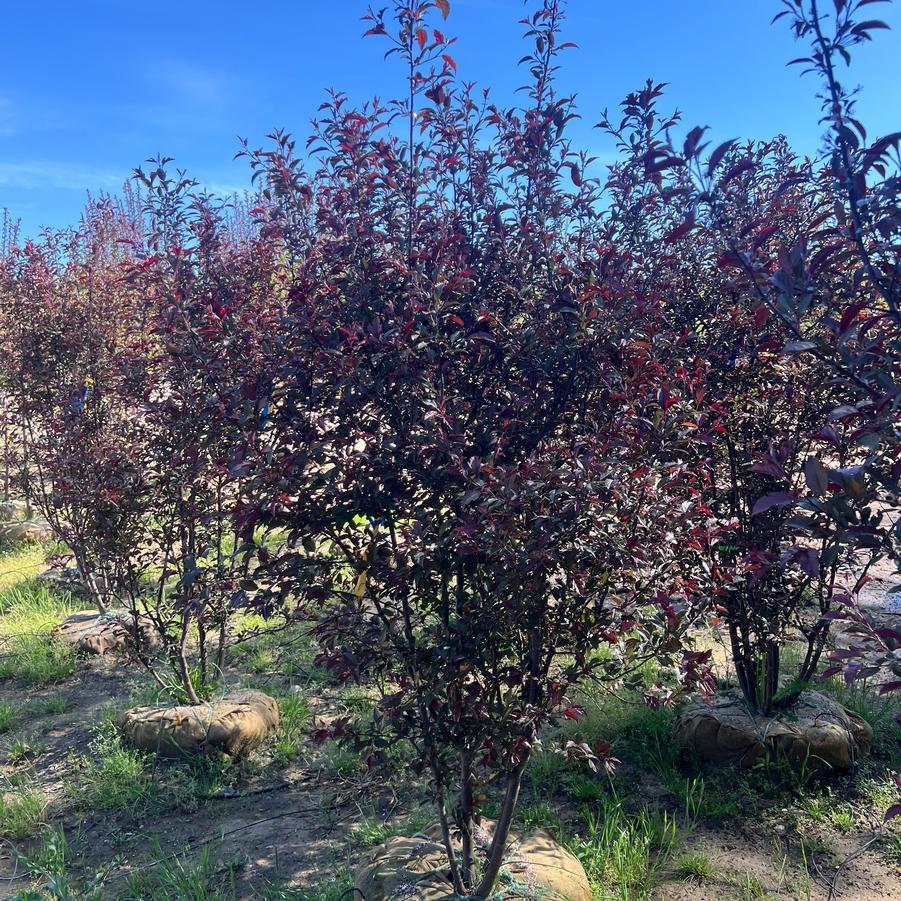 Malus Royal Rain Drops