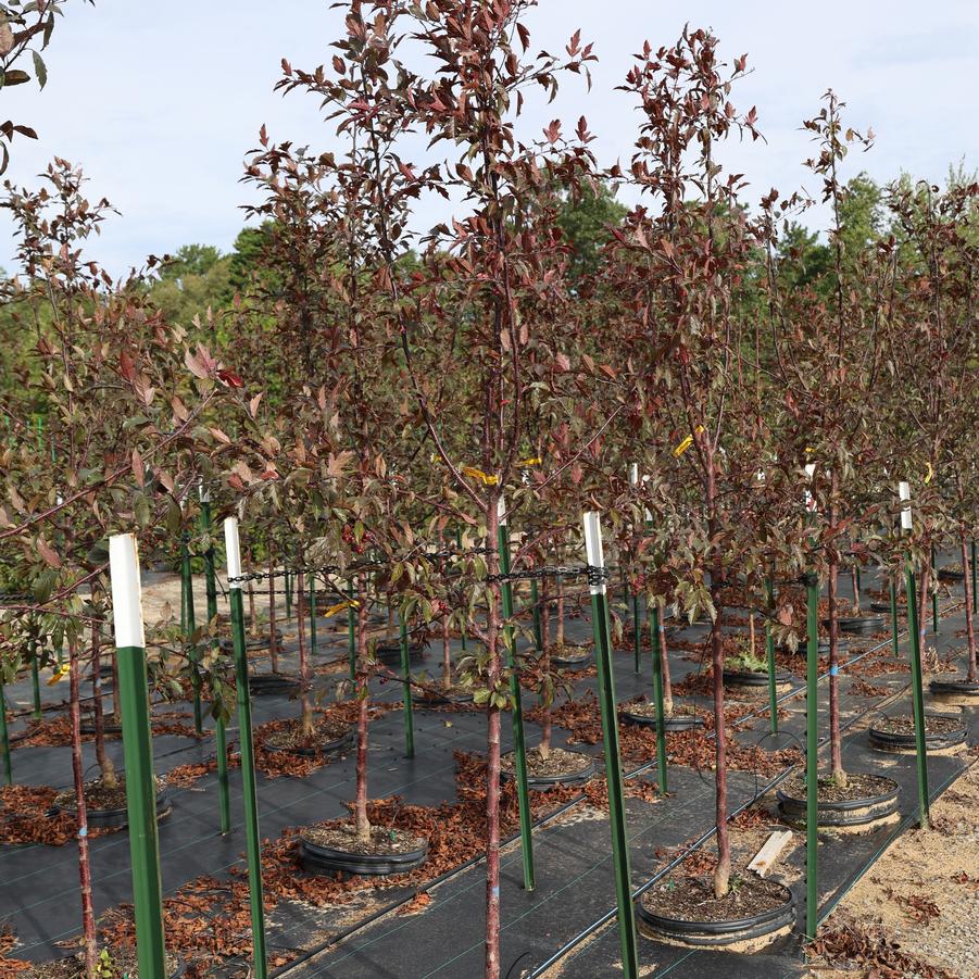 Malus Royal Rain Drops