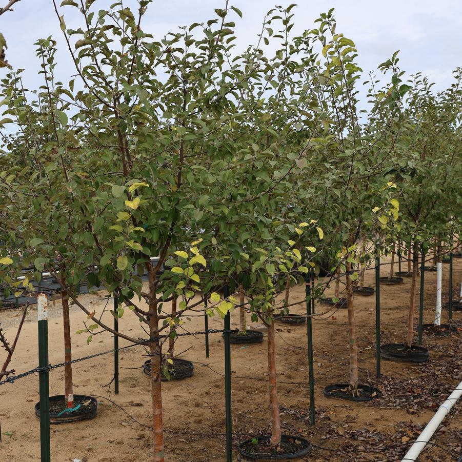 Malus domestica McIntosh