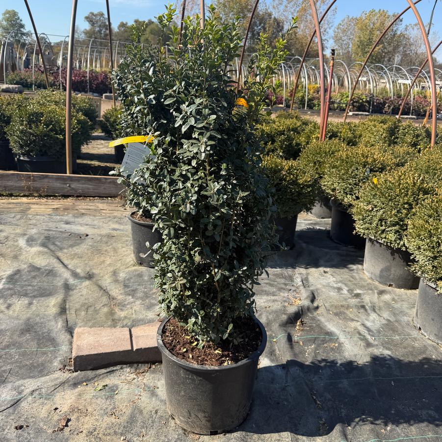 Buxus sempervirens Dee Runk