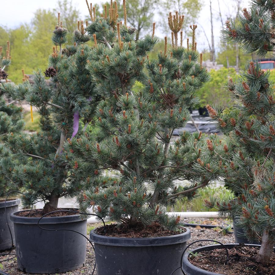 Pinus parviflora Glauca