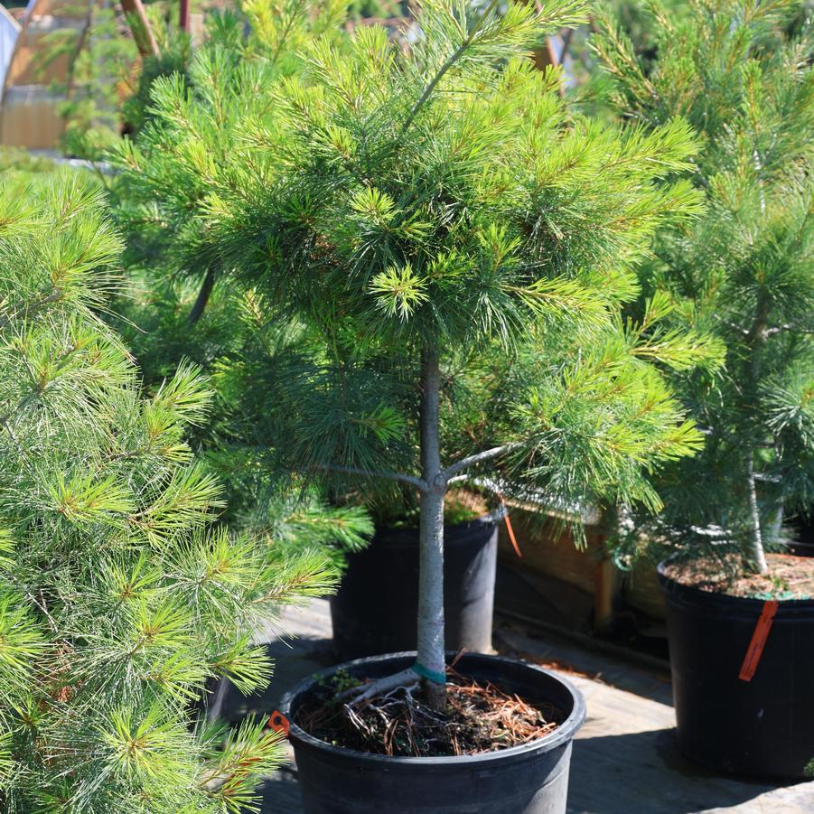 Pinus strobus 
