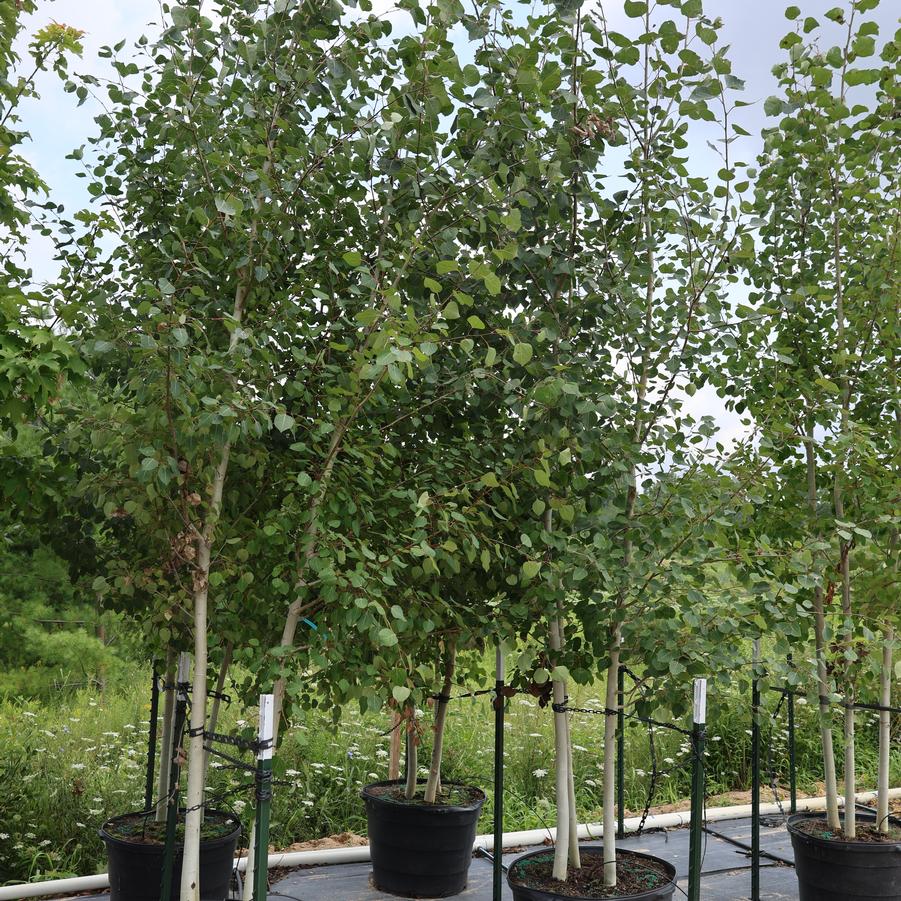 Populus tremuloides 