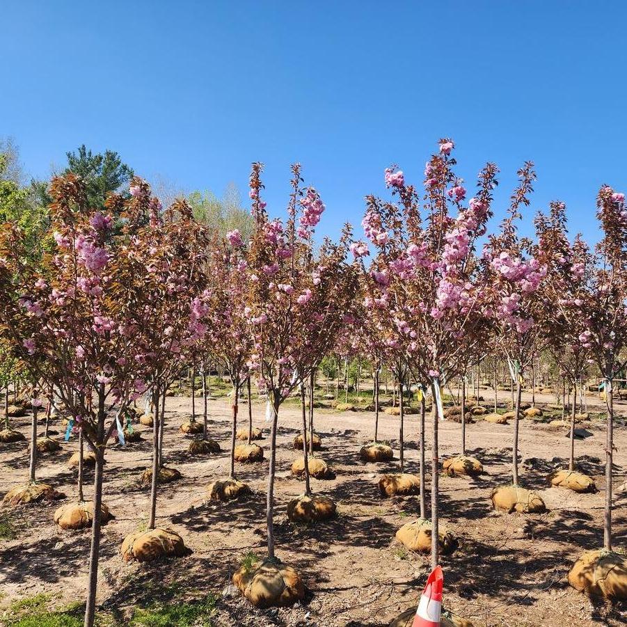 Prunus serrulata Kwanzan