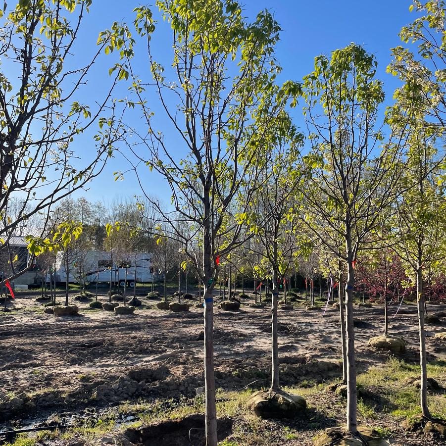 Pyrus calleryana Aristocrat