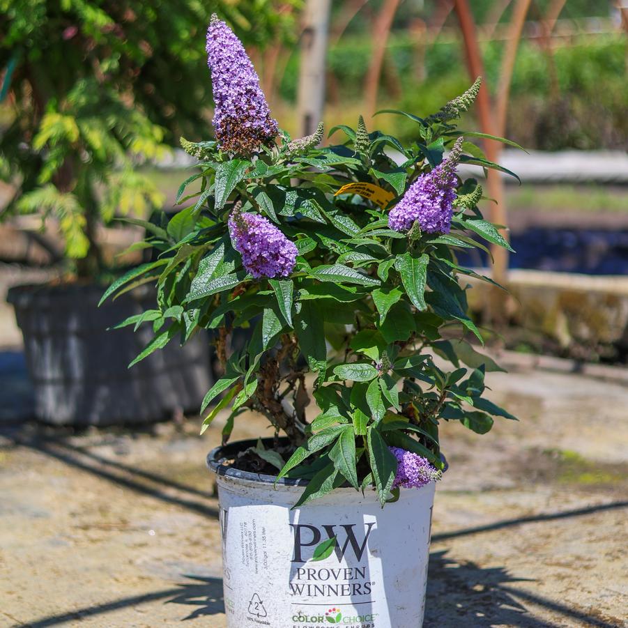 Buddleia Pugster Blue&reg;