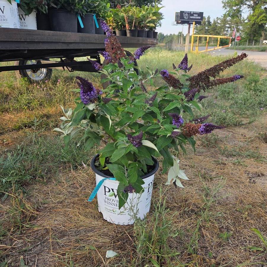 Buddleia Pugster Blue&reg;