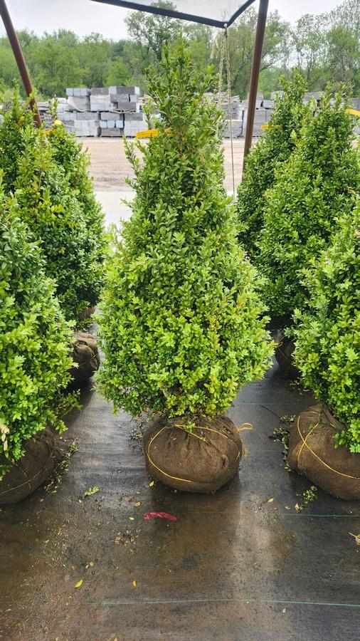 Buxus Green Mountain