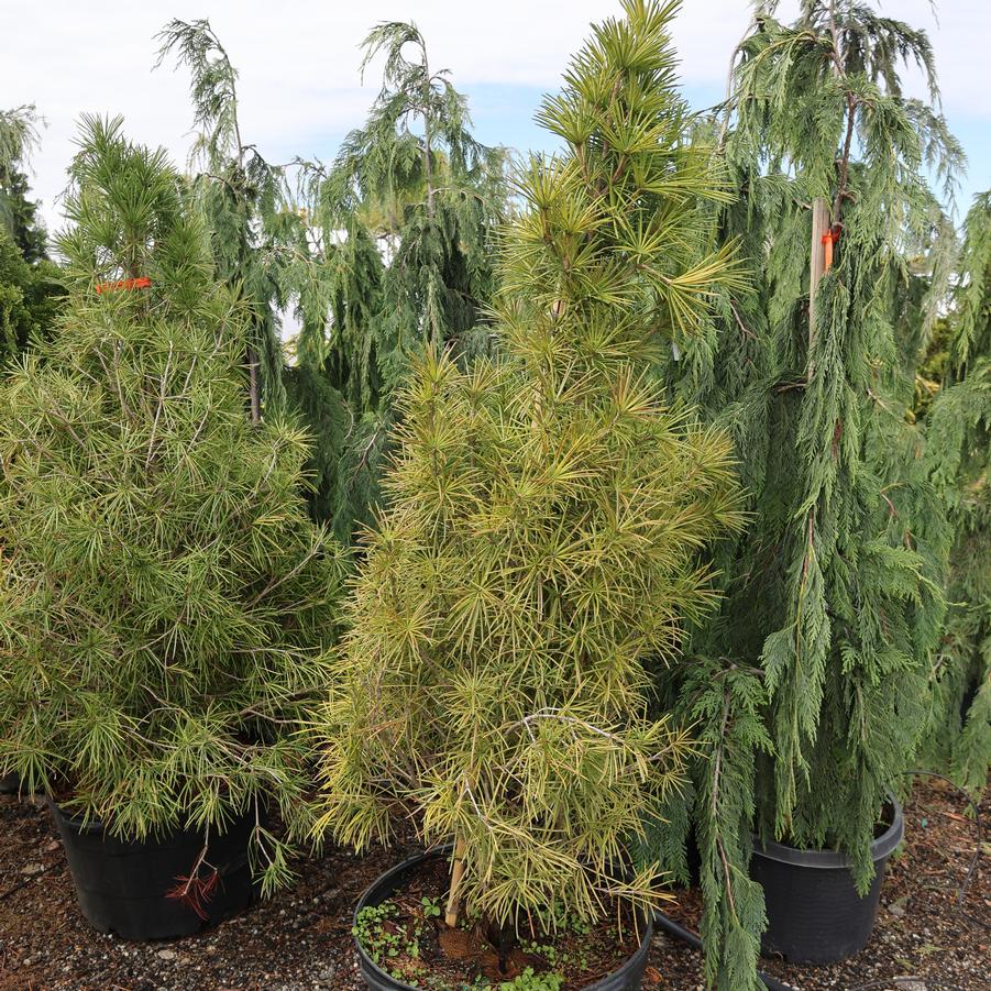 Sciadopitys verticillata 