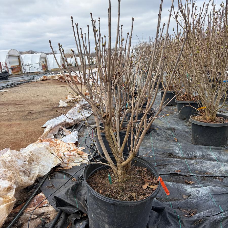 Syringa vulgaris Charles Joly