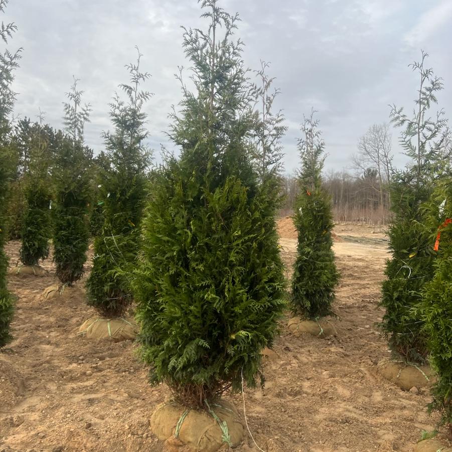 Thuja occidentalis Nigra